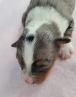 Lottie BMF, a female Toy Australian Shepherd for sale in Chelsea, AL – Photo 2 of 5