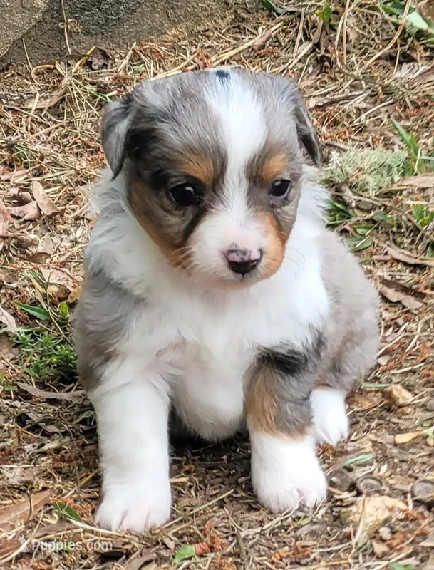 Lottie BMF – Toy Australian Shepherd puppy for sale in Chelsea, AL