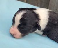 Dixie BTM, a male Toy Australian Shepherd for sale in Chelsea, AL – Photo 1 of 7