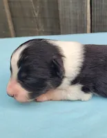 Dixie BTM, a male Toy Australian Shepherd for sale in Chelsea, AL – Photo 3 of 7