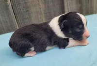 Dixie BTM, a male Toy Australian Shepherd for sale in Chelsea, AL – Photo 4 of 7