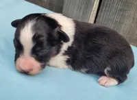 Dixie BTM, a male Toy Australian Shepherd for sale in Chelsea, AL – Photo 2 of 7