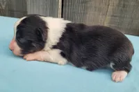 Dixie BTM, a male Toy Australian Shepherd for sale in Chelsea, AL – Photo 5 of 7