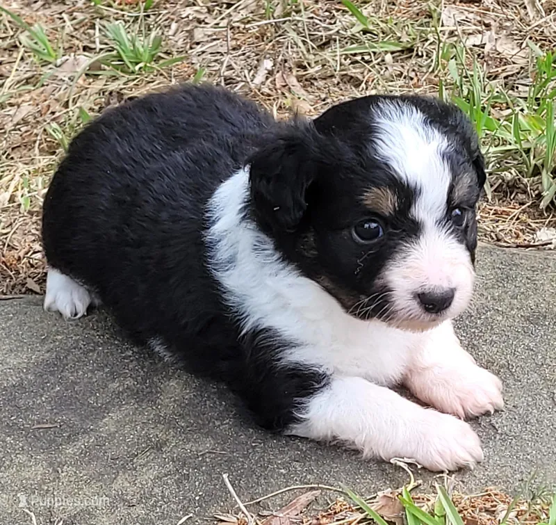 Dixie BTM – Toy Australian Shepherd puppy for sale in Chelsea, AL