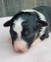 Dixie BTF, a female Toy Australian Shepherd for sale in Chelsea, AL – Photo 2 of 7