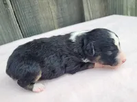 Dixie BTF, a female Toy Australian Shepherd for sale in Chelsea, AL – Photo 7 of 7