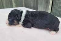 Dixie BTF, a female Toy Australian Shepherd for sale in Chelsea, AL – Photo 6 of 7