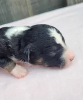 Dixie BTF, a female Toy Australian Shepherd for sale in Chelsea, AL – Photo 1 of 7