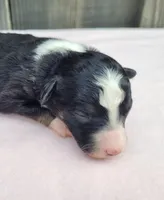 Dixie BTF, a female Toy Australian Shepherd for sale in Chelsea, AL – Photo 4 of 7