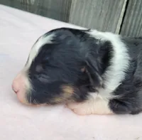Dixie BTF, a female Toy Australian Shepherd for sale in Chelsea, AL – Photo 3 of 7