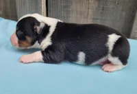 Lottie BTM, a male Toy Australian Shepherd for sale in Chelsea, AL – Photo 4 of 5