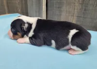 Lottie BTM, a male Toy Australian Shepherd for sale in Chelsea, AL – Photo 5 of 5