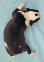 Lottie BTM, a male Toy Australian Shepherd for sale in Chelsea, AL – Photo 2 of 5