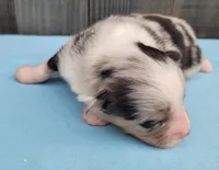 Dixie BMM, a male Toy Australian Shepherd for sale in Chelsea, AL – Photo 2 of 8