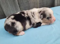 Dixie BMM, a male Toy Australian Shepherd for sale in Chelsea, AL – Photo 8 of 8