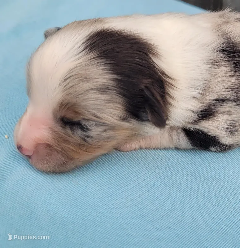 Dixie BMM – Toy Australian Shepherd puppy for sale in Chelsea, AL