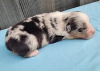 Dixie BMM, a male Toy Australian Shepherd for sale in Chelsea, AL – Photo 6 of 8