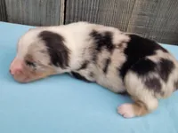 Dixie BMM, a male Toy Australian Shepherd for sale in Chelsea, AL – Photo 3 of 8