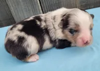 Dixie BMM, a male Toy Australian Shepherd for sale in Chelsea, AL – Photo 4 of 8