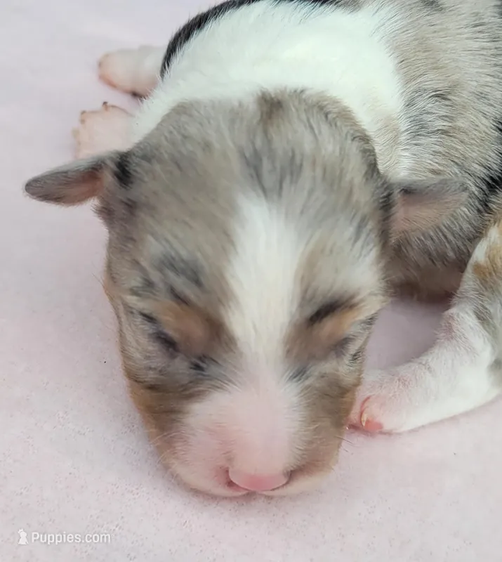 Lottie BMF – Toy Australian Shepherd puppy for sale in Chelsea, AL