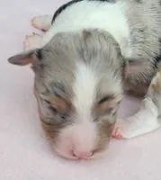 Lottie BMF, a female Toy Australian Shepherd for sale in Chelsea, AL – Photo 1 of 8