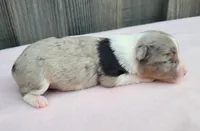 Lottie BMF, a female Toy Australian Shepherd for sale in Chelsea, AL – Photo 8 of 8