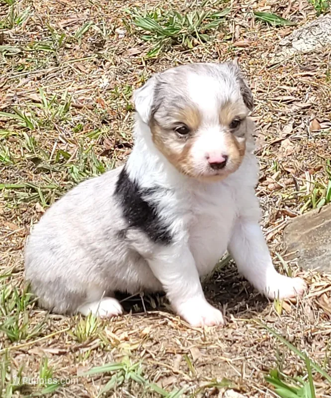 Lottie BMF – Toy Australian Shepherd puppy for sale in Chelsea, AL
