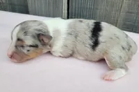 Lottie BMF, a female Toy Australian Shepherd for sale in Chelsea, AL – Photo 5 of 8