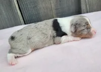 Lottie BMF, a female Toy Australian Shepherd for sale in Chelsea, AL – Photo 6 of 8