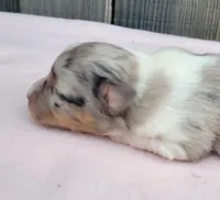 Lottie BMF, a female Toy Australian Shepherd for sale in Chelsea, AL – Photo 2 of 8