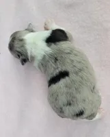 Lottie BMF, a female Toy Australian Shepherd for sale in Chelsea, AL – Photo 7 of 8