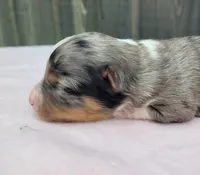 Lottie BMF, a female Toy Australian Shepherd for sale in Chelsea, AL – Photo 5 of 8