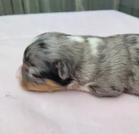 Lottie BMF, a female Toy Australian Shepherd for sale in Chelsea, AL – Photo 3 of 8