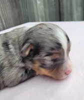 Lottie BMF, a female Toy Australian Shepherd for sale in Chelsea, AL – Photo 4 of 8