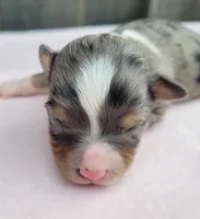 Lottie BMF, a female Toy Australian Shepherd for sale in Chelsea, AL – Photo 2 of 8