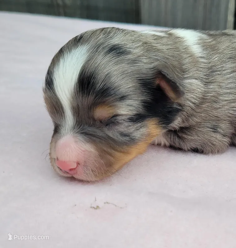 Lottie BMF – Toy Australian Shepherd puppy for sale in Chelsea, AL