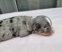 Lottie BMF, a female Toy Australian Shepherd for sale in Chelsea, AL – Photo 6 of 8