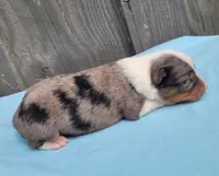 Lottie BMM, a male Toy Australian Shepherd for sale in Chelsea, AL – Photo 4 of 6