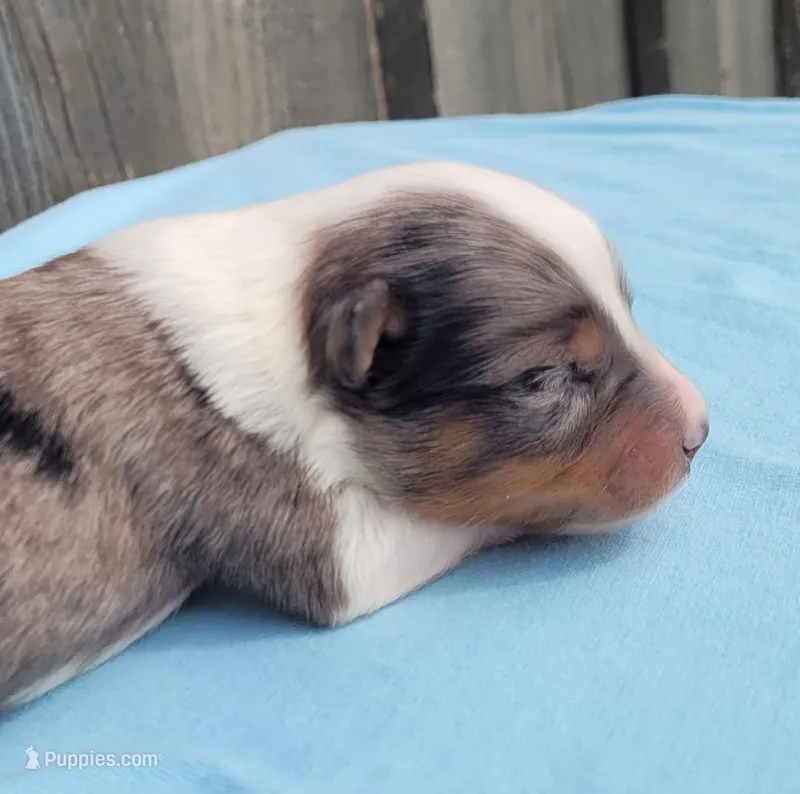 Lottie BMM – Toy Australian Shepherd puppy for sale in Chelsea, AL