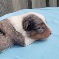 Lottie BMM, a male Toy Australian Shepherd for sale in Chelsea, AL – Photo 1 of 6