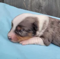 Lottie BMM, a male Toy Australian Shepherd for sale in Chelsea, AL – Photo 3 of 6