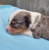 Lottie BMM, a male Toy Australian Shepherd for sale in Chelsea, AL – Photo 2 of 6