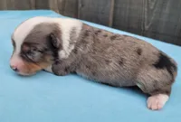 Lottie BMM, a male Toy Australian Shepherd for sale in Chelsea, AL – Photo 6 of 6