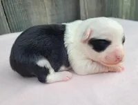 Dixie BTF, a female Toy Australian Shepherd for sale in Chelsea, AL – Photo 7 of 7