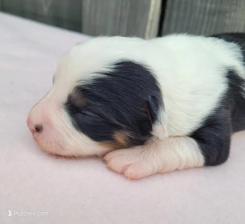 Dixie BTF – Toy Australian Shepherd puppy for sale in Chelsea, AL