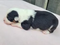 Dixie BTF, a female Toy Australian Shepherd for sale in Chelsea, AL – Photo 4 of 7
