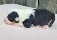 Dixie BTF, a female Toy Australian Shepherd for sale in Chelsea, AL – Photo 6 of 7