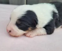 Dixie BTF, a female Toy Australian Shepherd for sale in Chelsea, AL – Photo 3 of 7