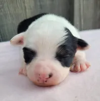Dixie BTF, a female Toy Australian Shepherd for sale in Chelsea, AL – Photo 2 of 7