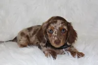 Ollie , a male Miniature Dachshund for sale in Millersburg, OH – 2 of 6